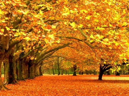 Park in autumn - autumn, trees, landscape, park, wallpaper, foliage, hd, nature, fall, forest, scene