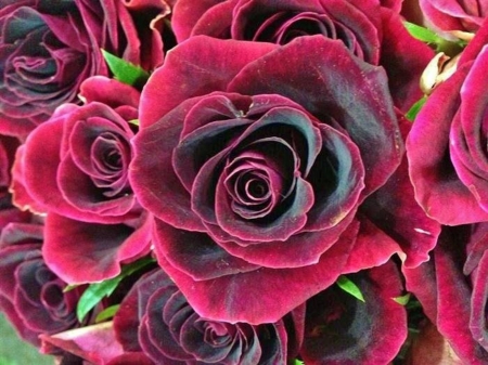 Beautiful Roses