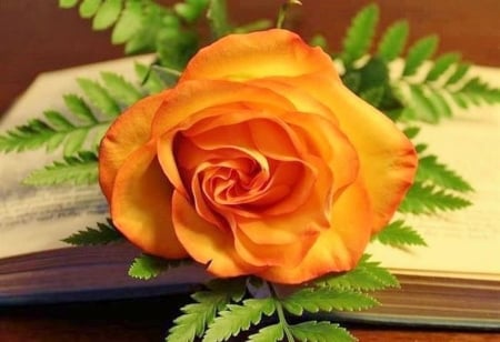 **Love** - leaves, flowers, still life, book, rose