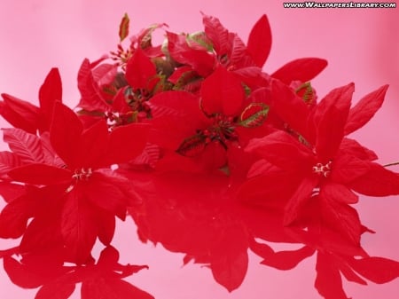 Christmas Red Flowers - leaves, color, flowers, red