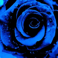 My Eternal Blue Rose