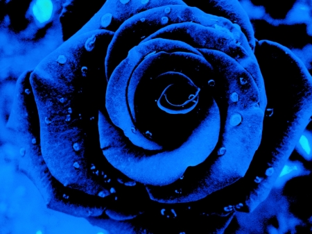 My Eternal Blue Rose - roses, flowers, rose, blue