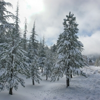 Snowy Pine Trees