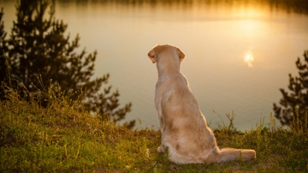 breaking Dawn - water, lake, dawning, dog