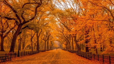 Beautiful Autumn - trees, splendor, beauty, city, street, fall, nature, autumn, autumn leaves, leaf, woods