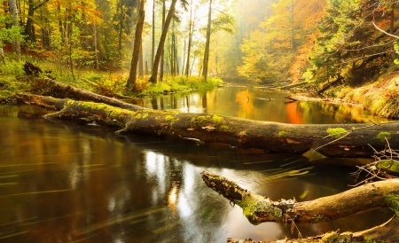 River in autumn forest - autumn, trees, serenity, foliage, creek, reflections, fall, forest, river, beautiful