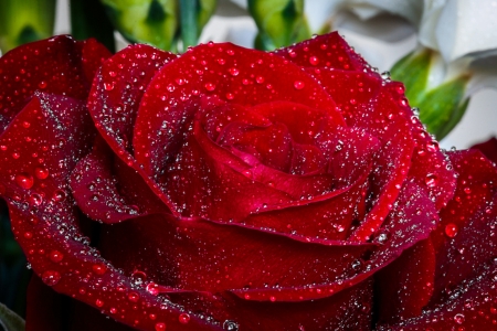 áƒ¦â¤áƒ¦ - flower, drops, rose, petals, macro