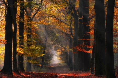 Autumn - wood, autumn, trees, forest, foggy, mist