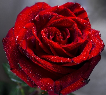 ღ❤ღ - macro, drops, rose, flower, petals