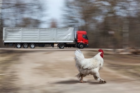 White and red - hen, white, lorry, red