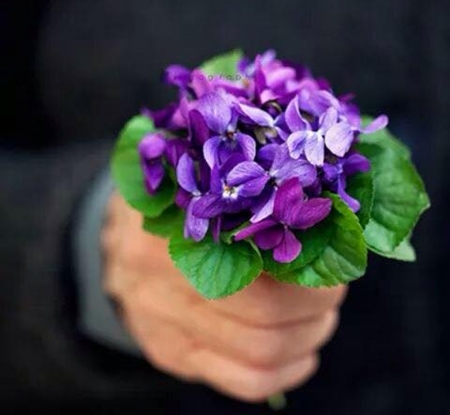 For You - love, purple, flower, hand