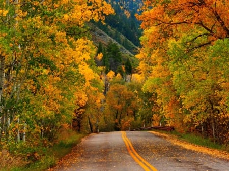 Autumn Road - fall, forest, road, trees, nature, autumn