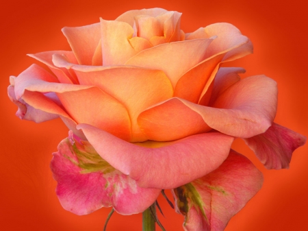 beautiful rose for tammy - petal, stem, rose, flower