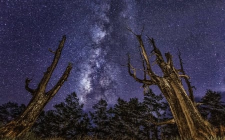 stars over a forest - space, fun, nature, forest, stars, cool