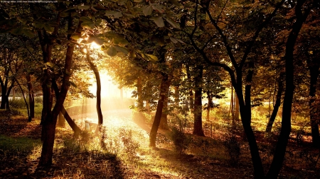 Forest of light - rays, autumn, landscape, sunlight, sun, light, wallpaper, wood, hd, nature, fall, forest, rays of light, scene