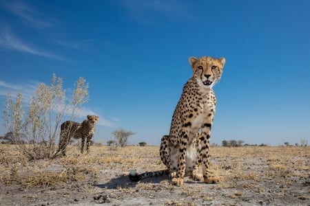 Cheetahs - sitting, predator, wildlife, cat