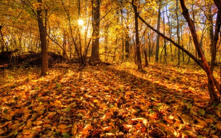 Fall foliage - sunlight, trees, beautiful, morning, forest, leaves, fall, autumn, park