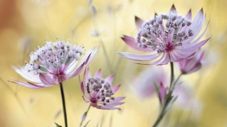 Lovely Flowers - bright, nature, flowers, petals