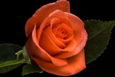 Lovely Single Rose - nature, love four seasons, roses, photography, flowers, lovely still life