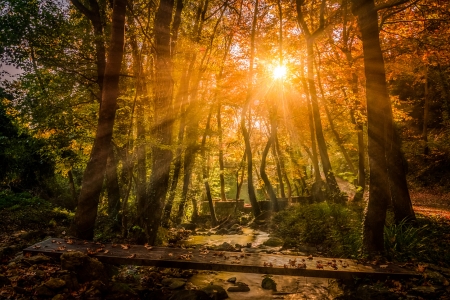 Forest - wood, autumn, trees, forest, foggy, mist