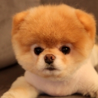 Pomeranian Boo