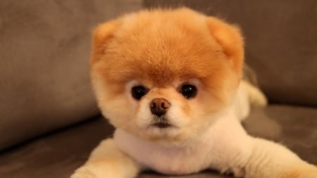 Pomeranian Boo - boo, dog, puppy, animal