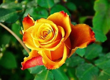 Hybrid Tea Rose - hybrid, nature, flowers, rose