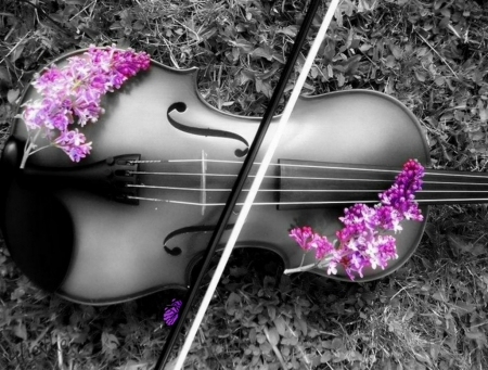 .♥ . - butterfly, black, flowers, violin