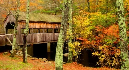 Covered bridge - pforest, covered, trees, beautiful, leaves, colorful, autumn, foliage, bridge