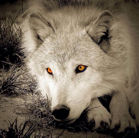 'Golden eyes'..... - wildlife, wolves, animals, nature