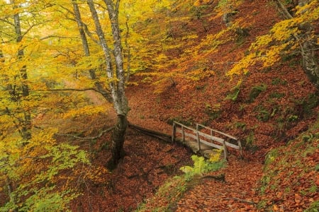 Autumn Creek - leaves, fall, bridge, trees