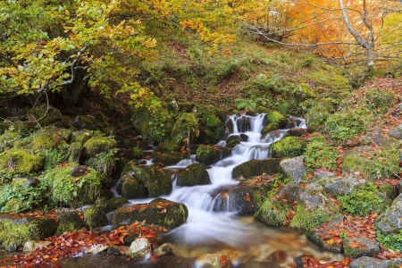 Water Cascades - autumn, fall, leaves, stones, colors, creek