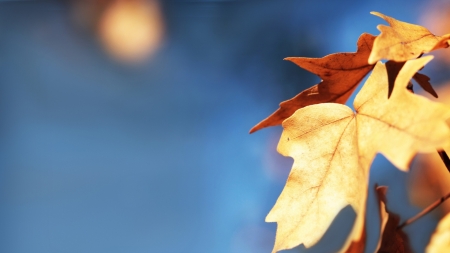 Leaves - abstract, photography, HD, leaves, fall, autumn, macro, leaf, wallpaper