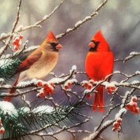 Winter Cardinals