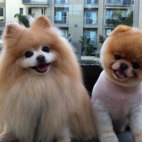 Pomeranian Boo Buddy