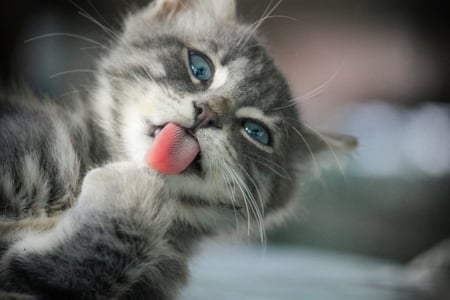 Funny Kitten