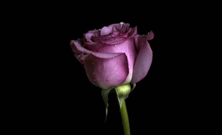 Purple Rose - Rose, Purple, Nature, Flowers, Beautiful