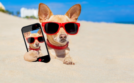 Selfie - beach, selfie, summer, sunglasses, funny, phone, blue, dog, red, animal, chihuahua, sand