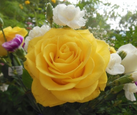 Yellow White Beauties - flowers, roses, colorful, nature, yellow