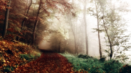 November - nature, autumn, forest, road