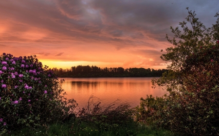 Pink Reflection in the River - forest, reflection, clouds, river, trees, nature