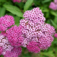 Spiraea japonica