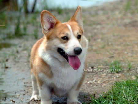 welsh Corgi (puppy) - puppy, animal, welsh corgi, dog