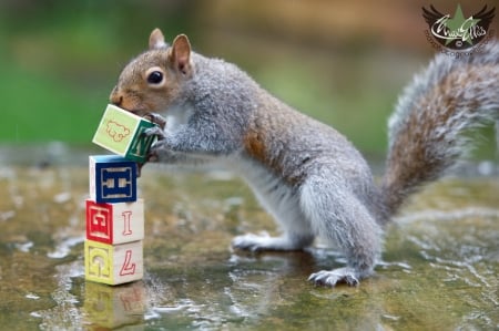 Letter blocks - animal, letter blocks, max ellis, funny, cute, squirrel