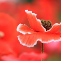 Poppy Field