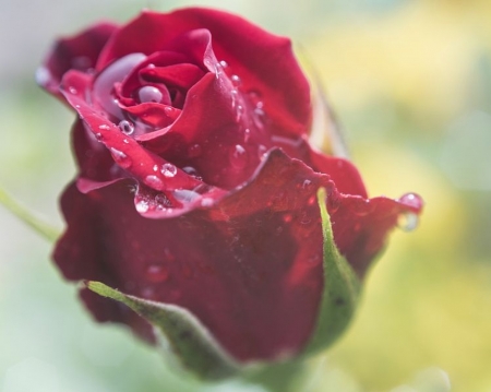 áƒ¦â¤áƒ¦ - flower, drops, rose, petals, macro