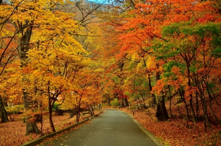 Autumn Love - colors, autumn, amazing, trees