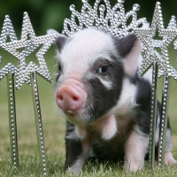 Cute pig