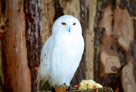 Snowy Owl - white, owl, feathers, beak