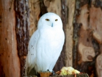 Snowy Owl